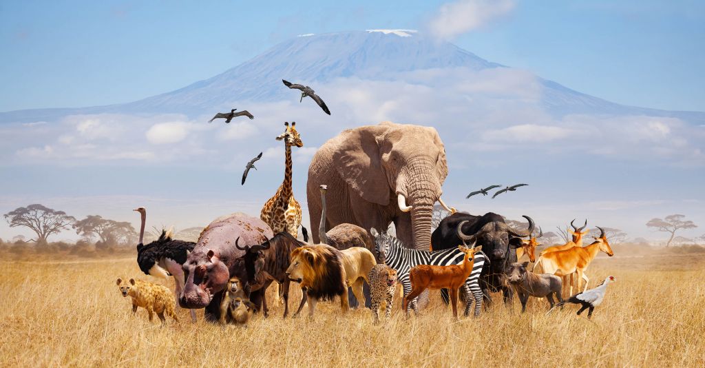 Afrikanische Tiere am Kilimandscharo