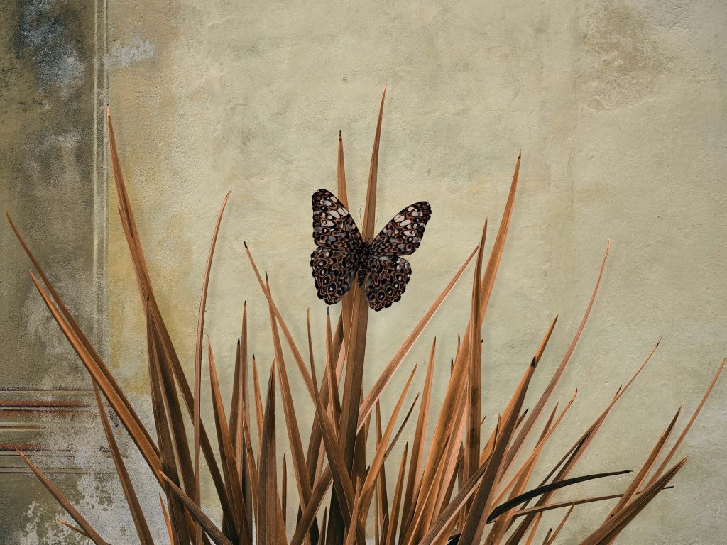 Schmetterling an einer alten Mauer