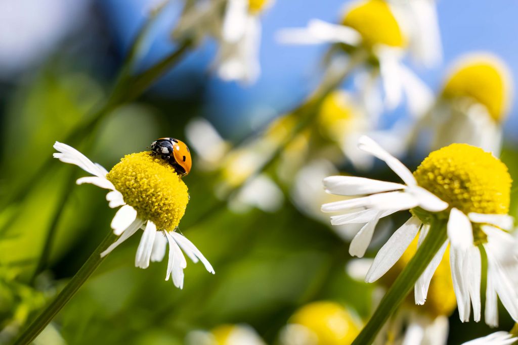 Ein Marienkäfer auf Kamillenblüten