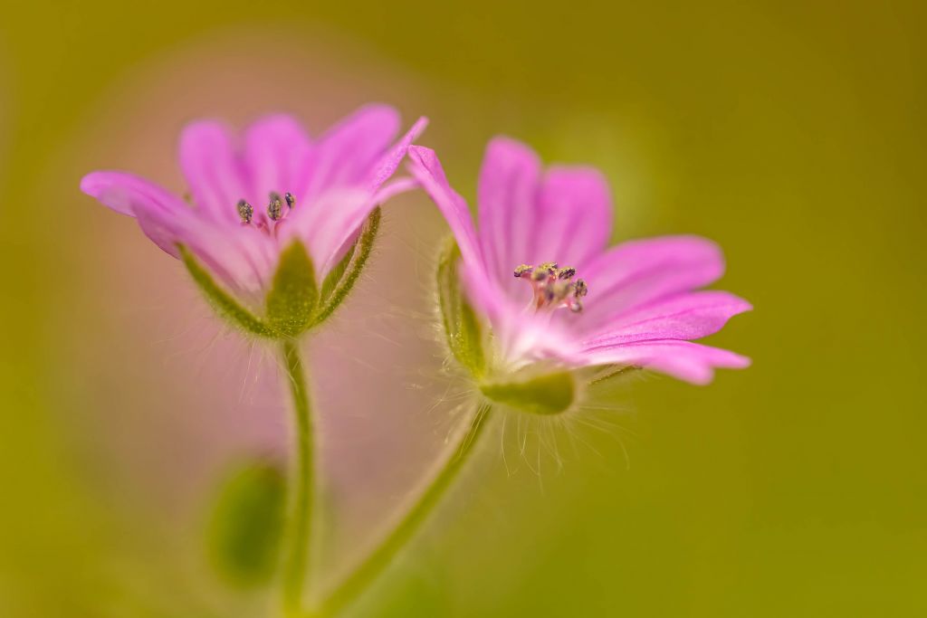Zwei zauberhafte rosa Blumen