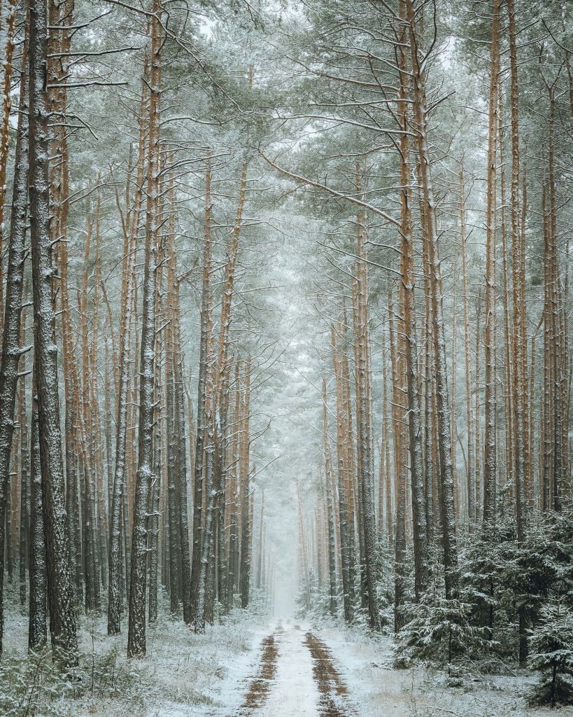 The winter forest road