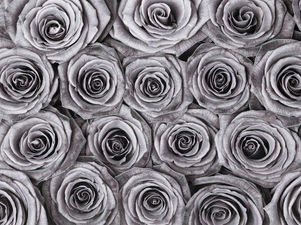 Roses full frame
