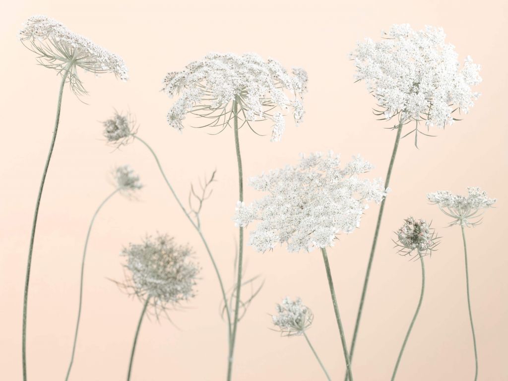 Cow parsley flowers on coloured background