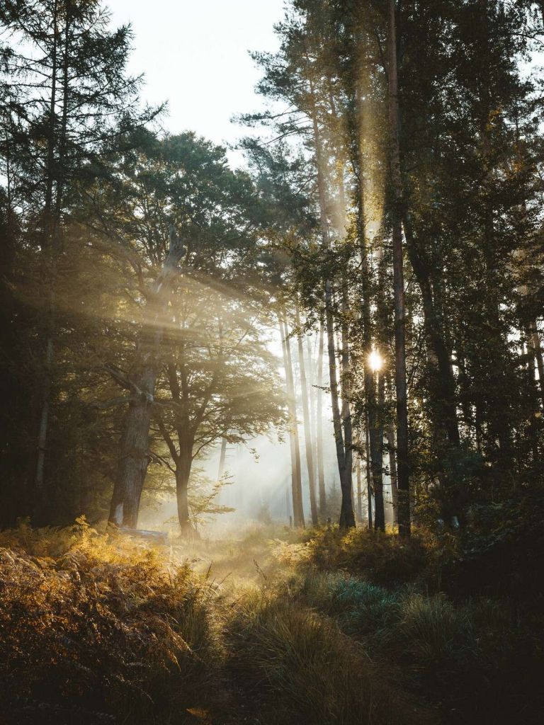 Strahlendes Morgenlicht durch den Wald