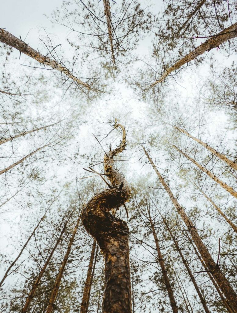 Der tanzende Baumstamm