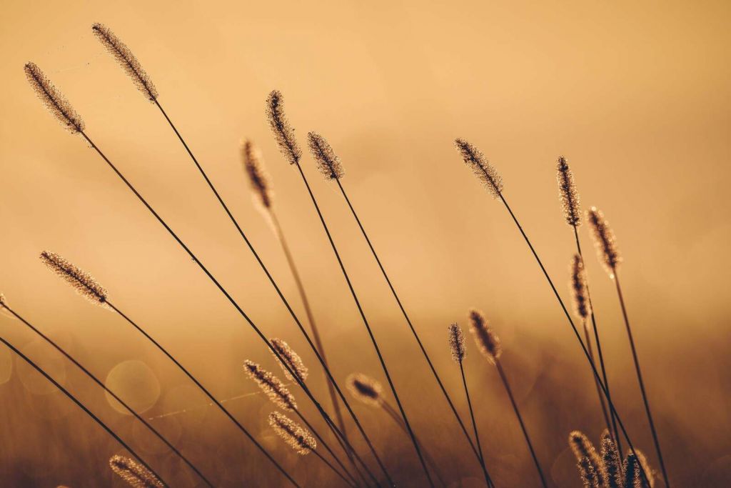 Flüsterndes Gras in der Morgen Sonne