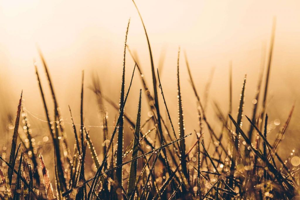 Sprankelndes Dauwgras
