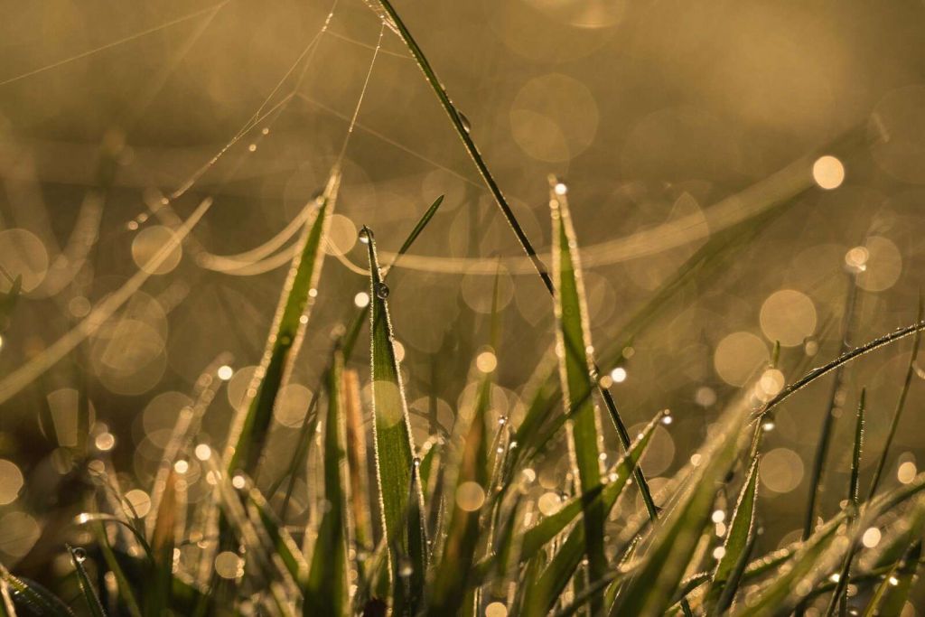 Glänzendes Morgengras