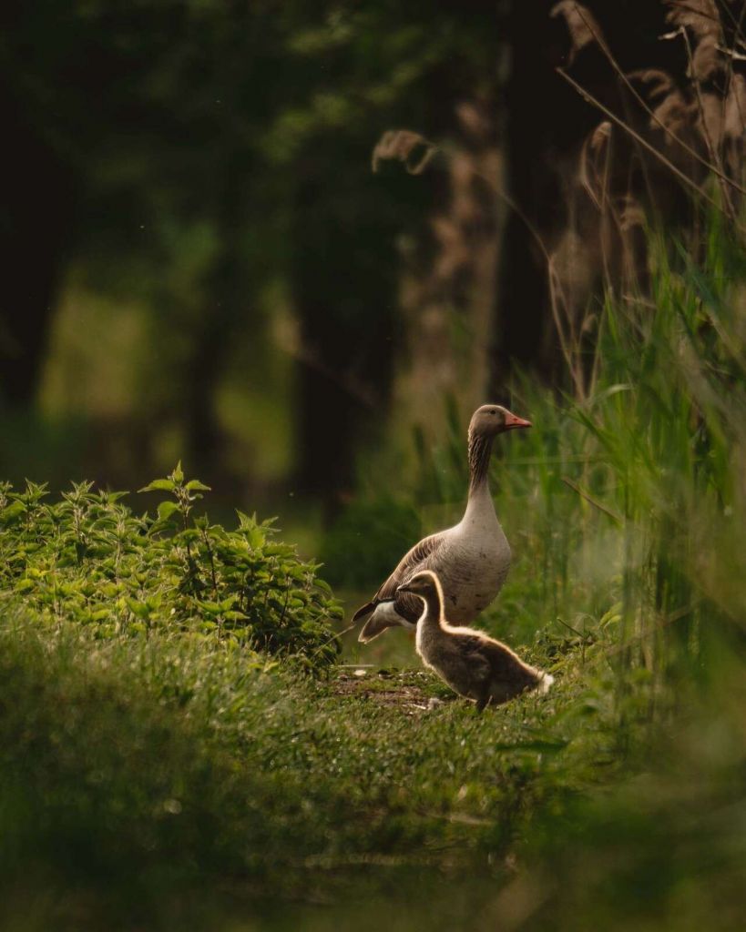 Ganzenfamilie im Wald