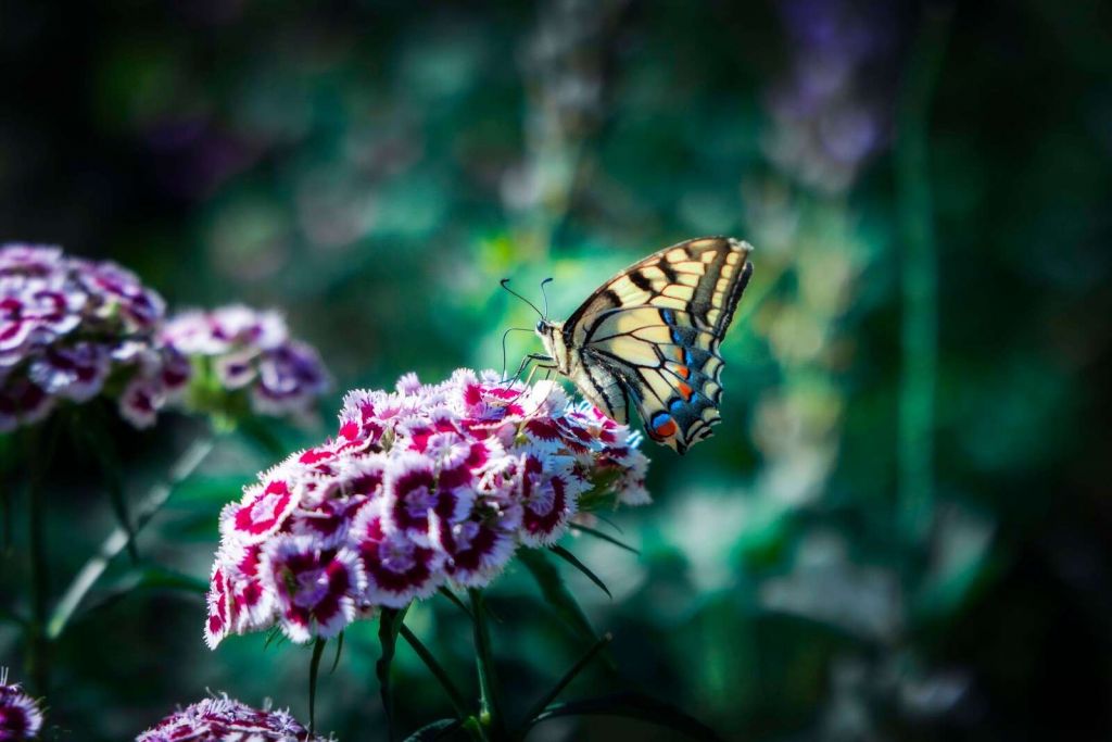 Schmetterling auf sommerlichen Blumen