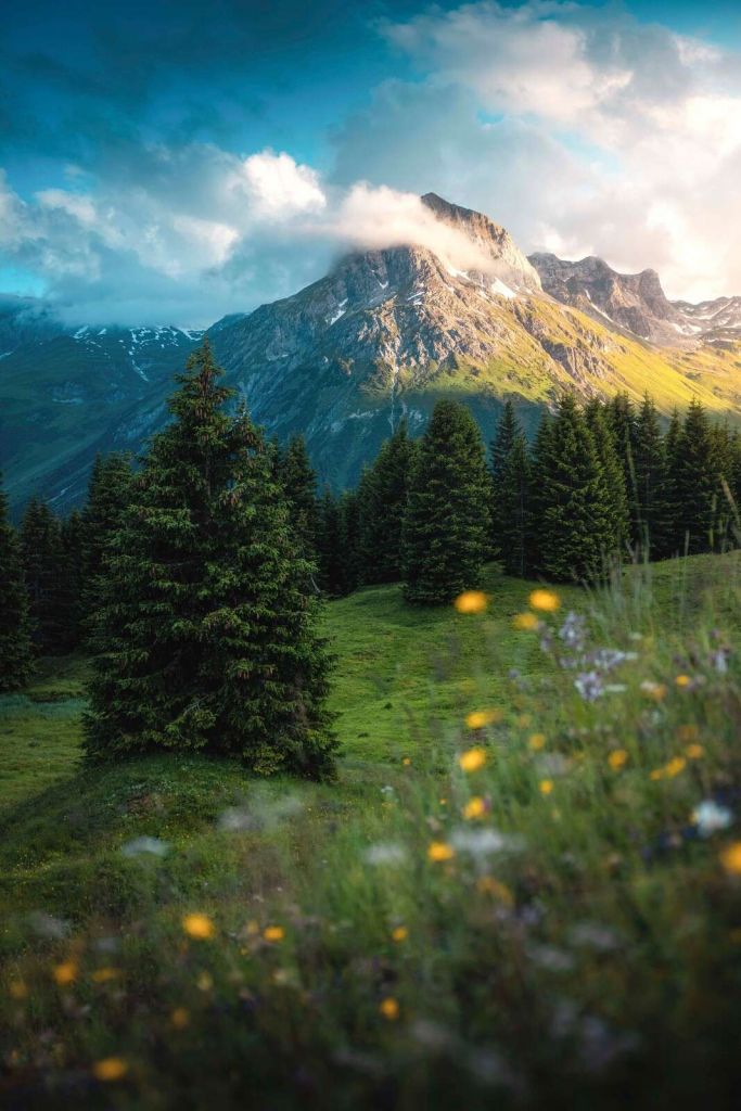Alpine pasture in morning mist.