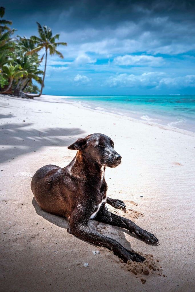 Schwarzer Hund am tropischen Strand.