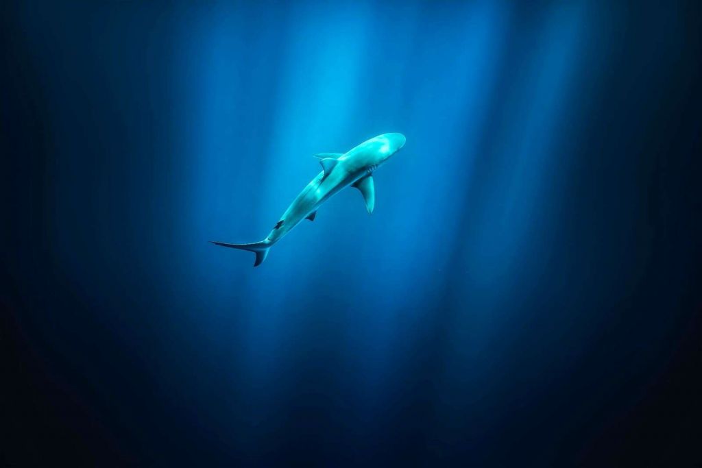 Hai im tiefblauen Ozeanlicht
