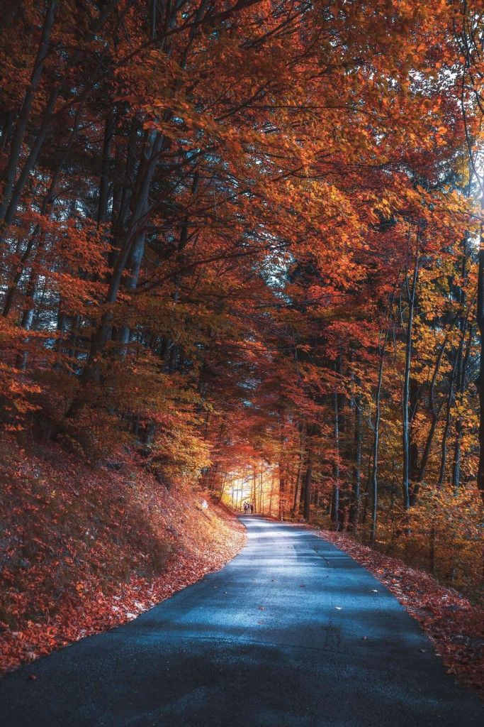 Herbstpfad durch das Feuerwald
