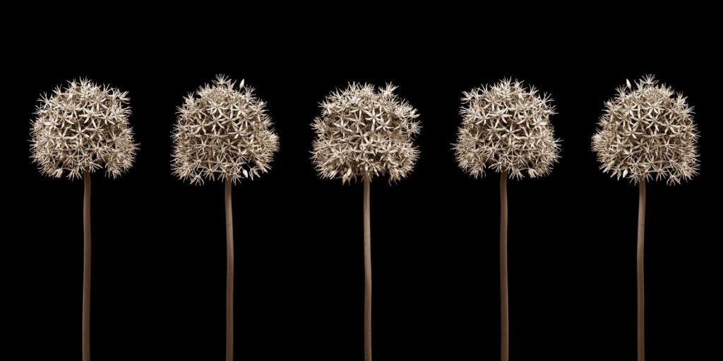 Gruppe von Allium-Blüten in einer Reihe, Nahaufnahme