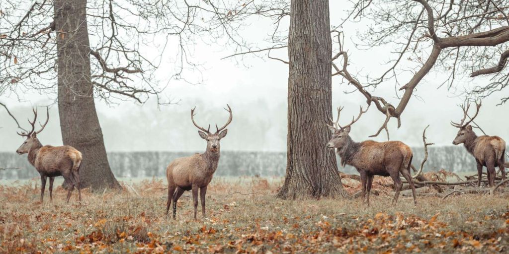 Hirsche im Wald