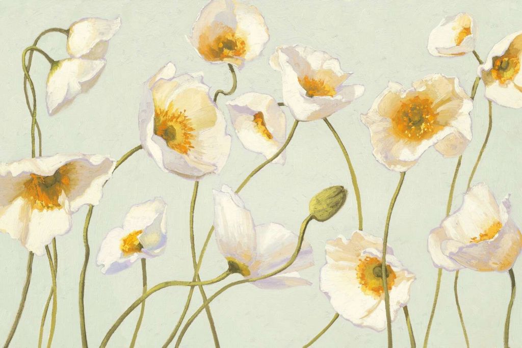 Weiße Mohnblumen im sanften Wind.