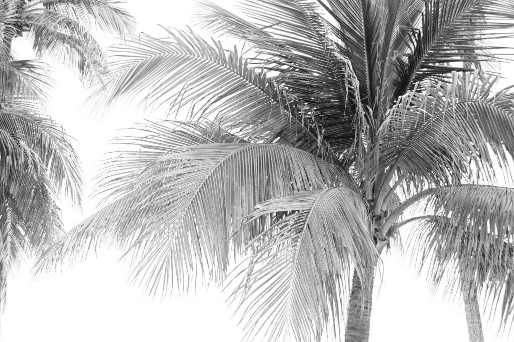 Palmblätter im klaren Sonnenlicht