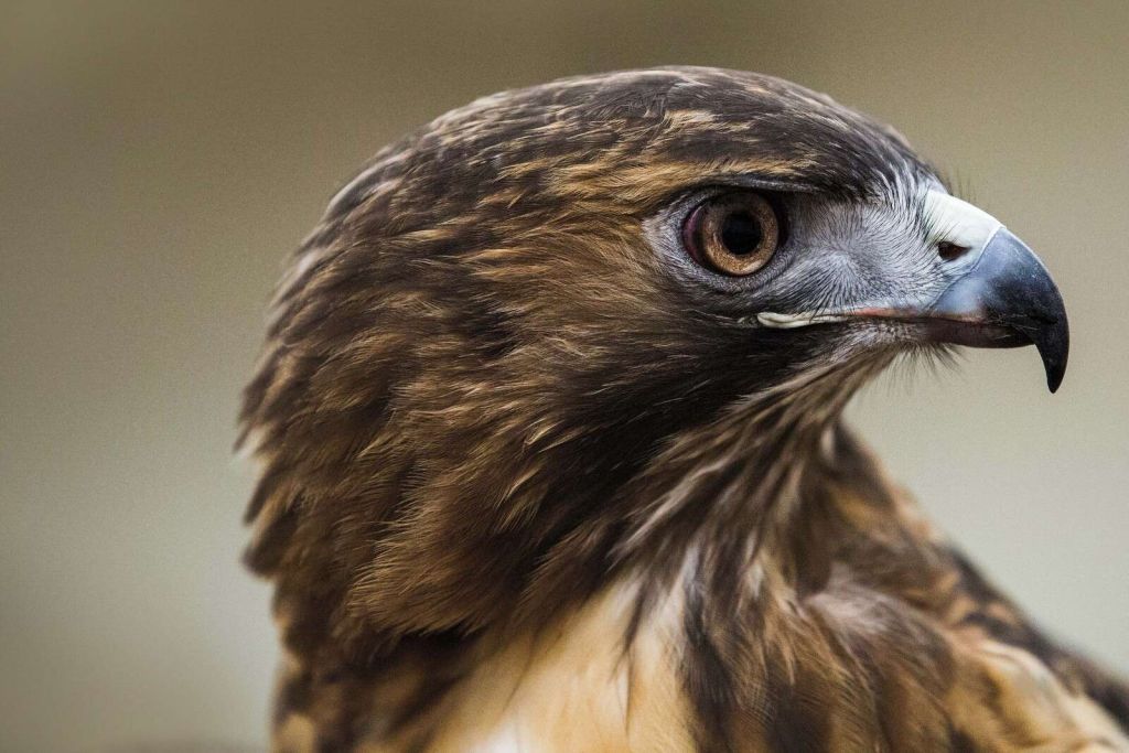 Adlerblick in warmer Federpracht