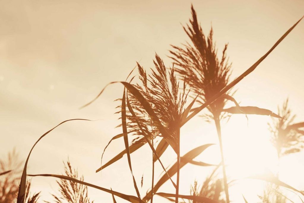 Riedähren im goldenen Sonnenlicht