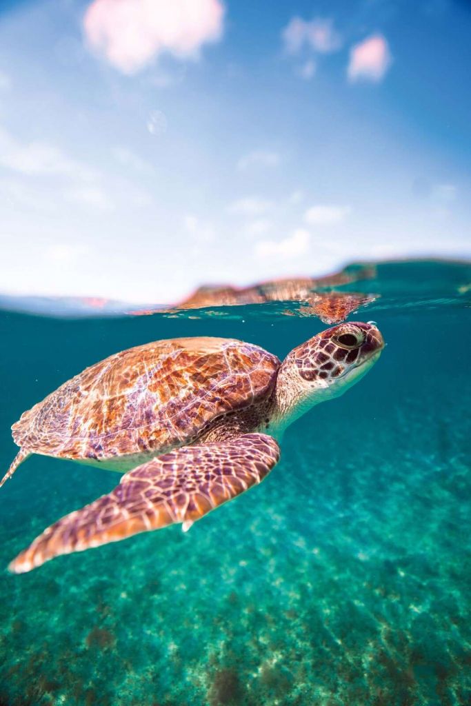 Seeschildkröte in türkisfarbener Lagune