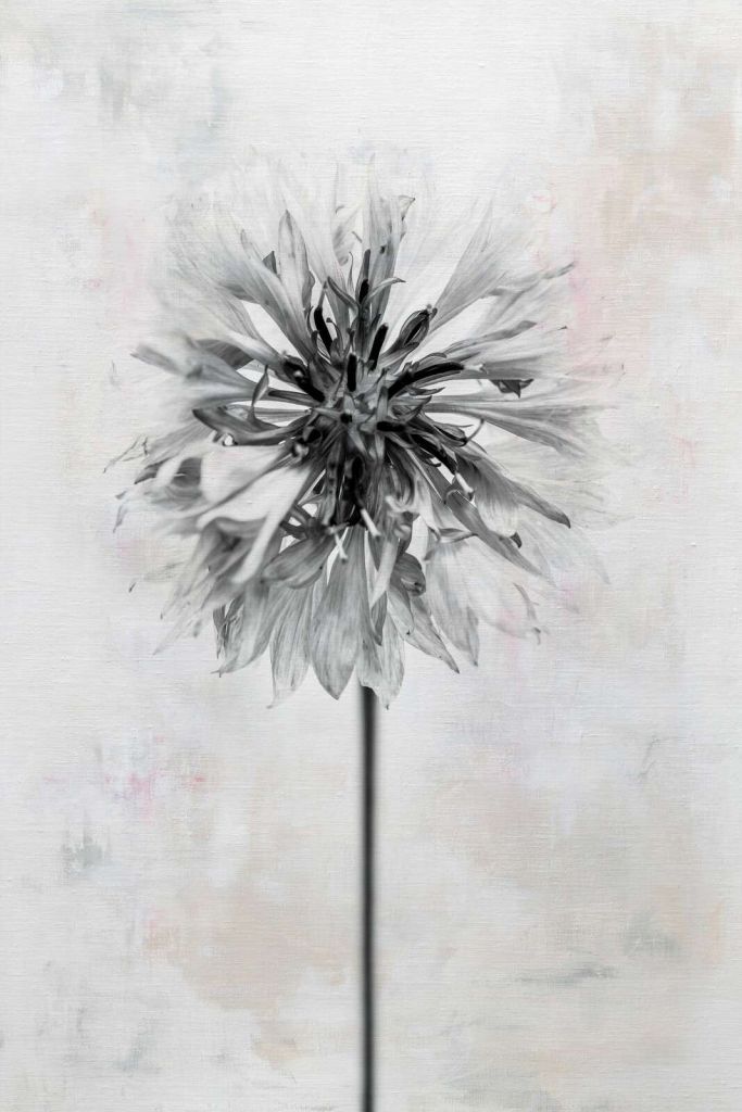 Schwarze Blume auf hellem Hintergrund.