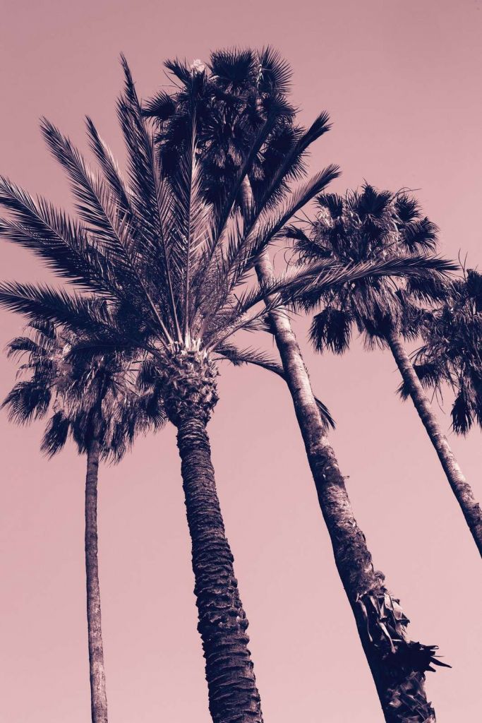 Palm trees in pink evening glow.