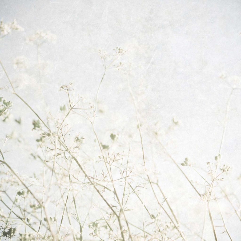 Helle Feldblumen im Morgennebel