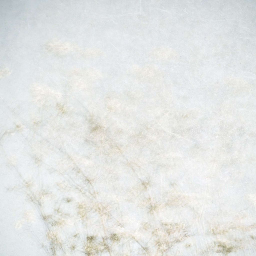 Schwebende Feldblumen im Nebellicht.