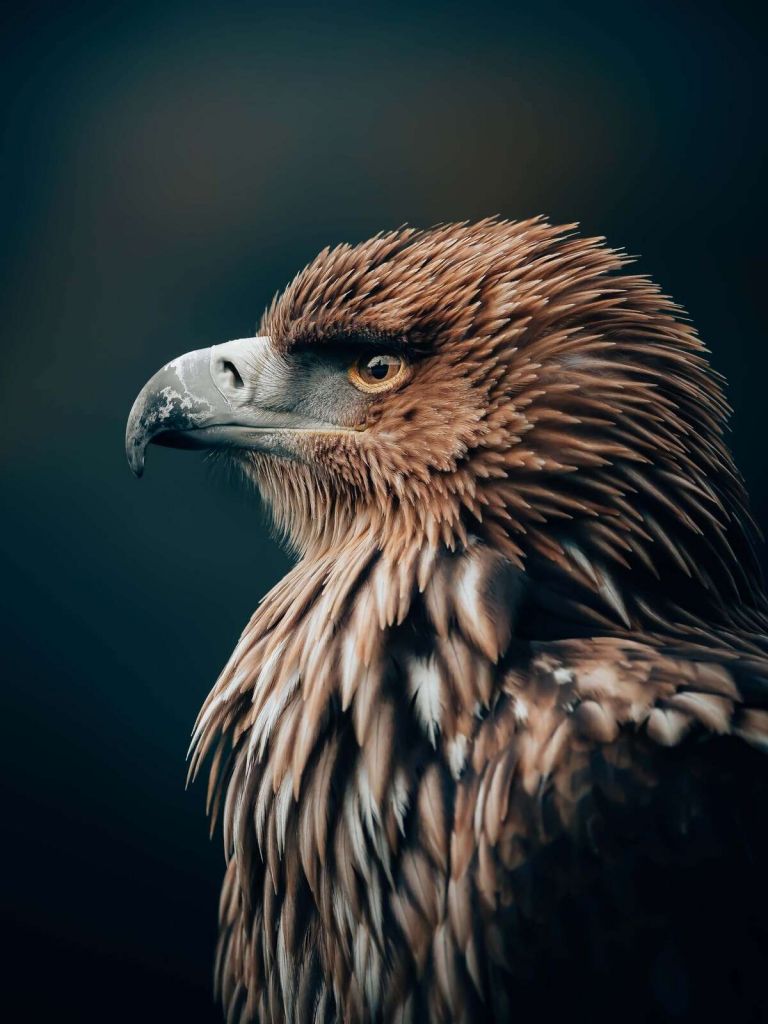 Adler in stiller Konzentration