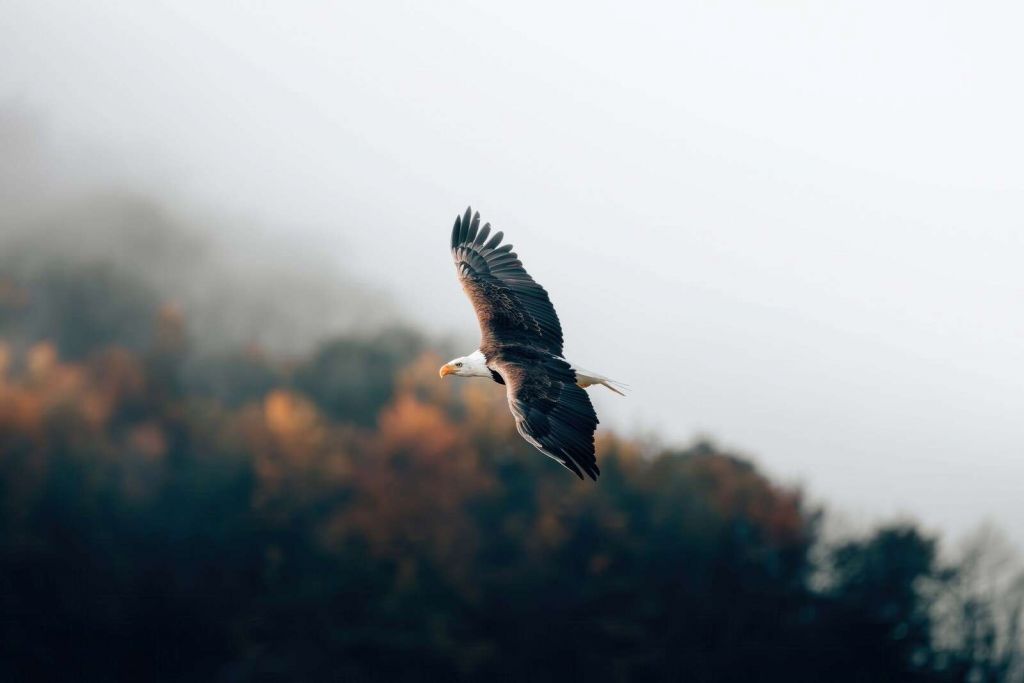 Seeadler über nebligem Herbstwald
