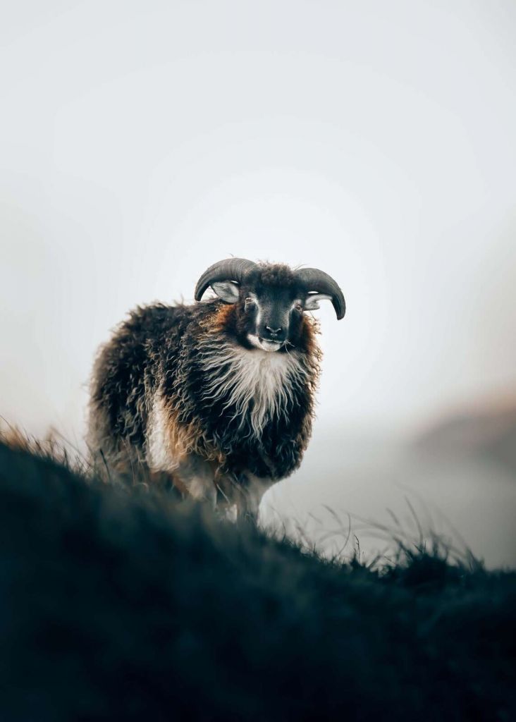 Widder im Morgennebel