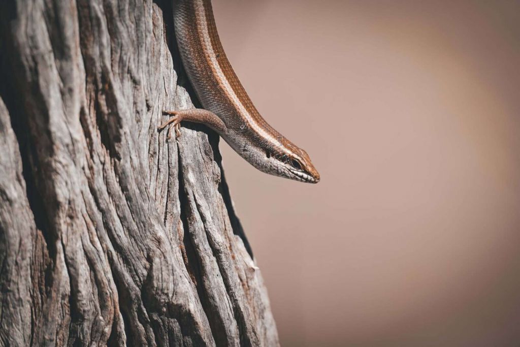 Detaillierte Nahaufnahme von Elefantenhaut