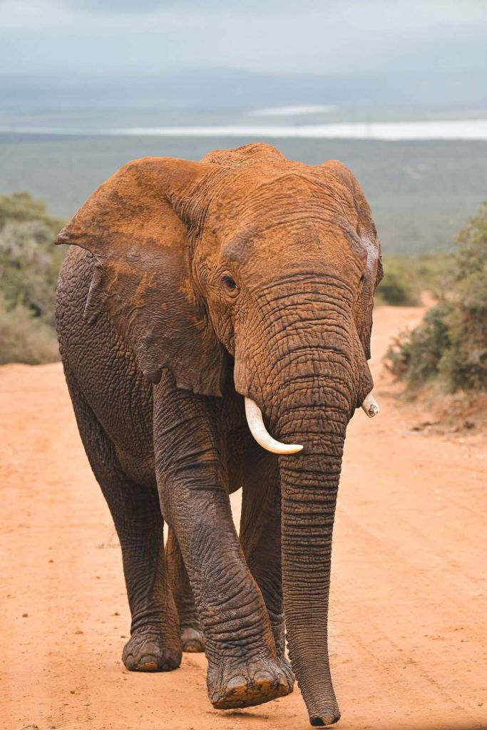 Afrikanischer Elefant in Landschaft
