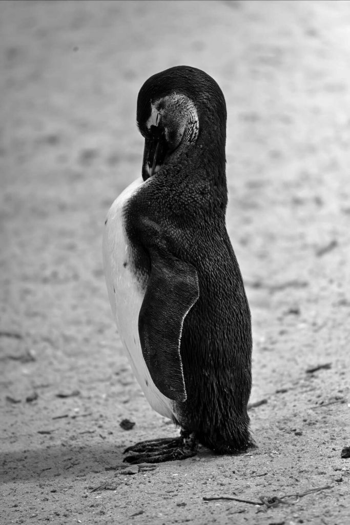 Schwarz-weißer Pinguin in Ruhe