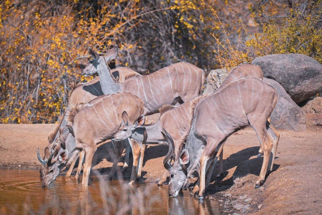 Herden von Kudus bei einer Wasserstelle