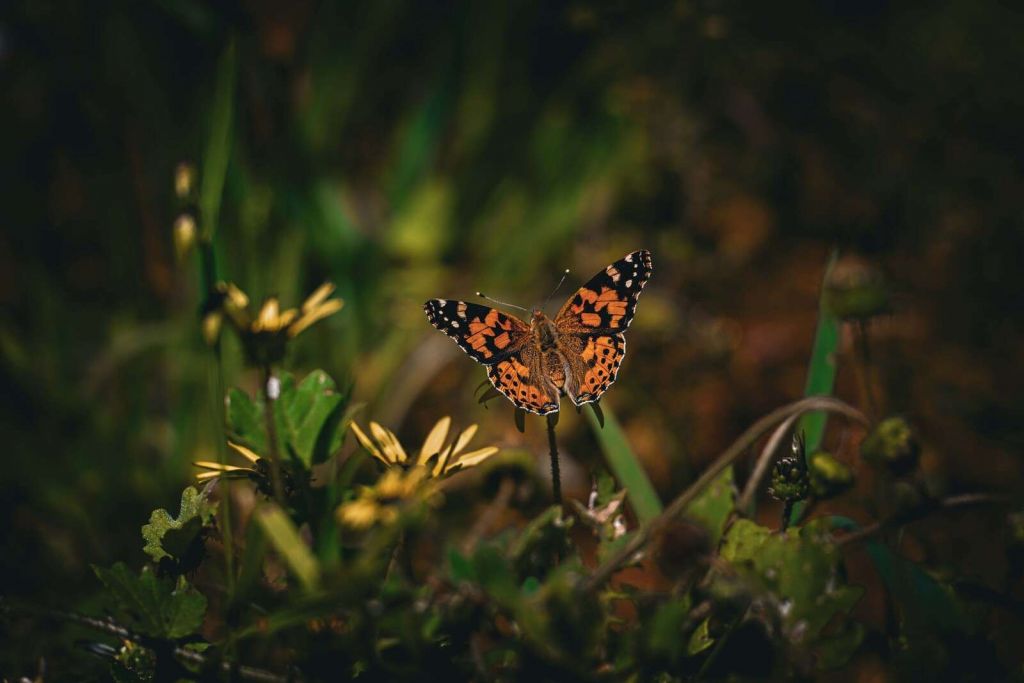 Orange Schmetterling auf Wildblumen