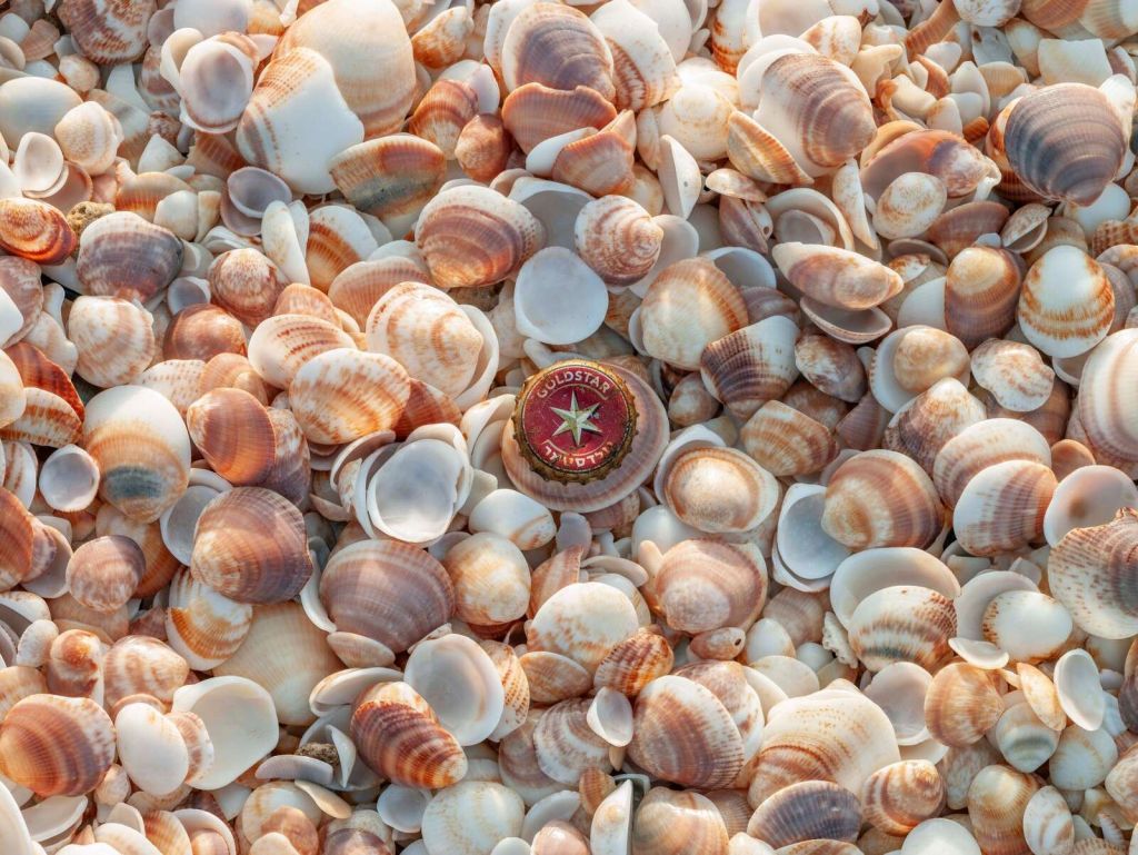 Muschelmix in sanften Sandtönen