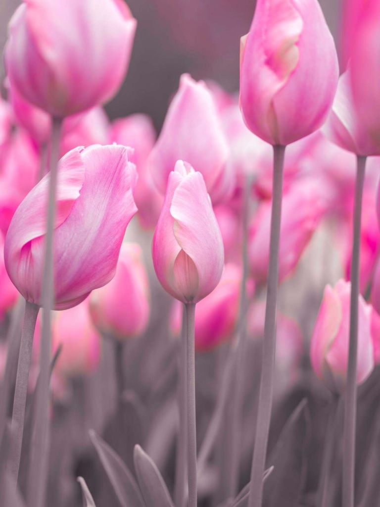 Zarte rosa Tulpenfelder