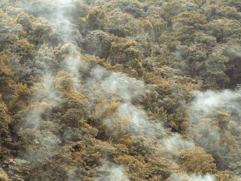 Nebliger Regenwald mit sanftem Nebel