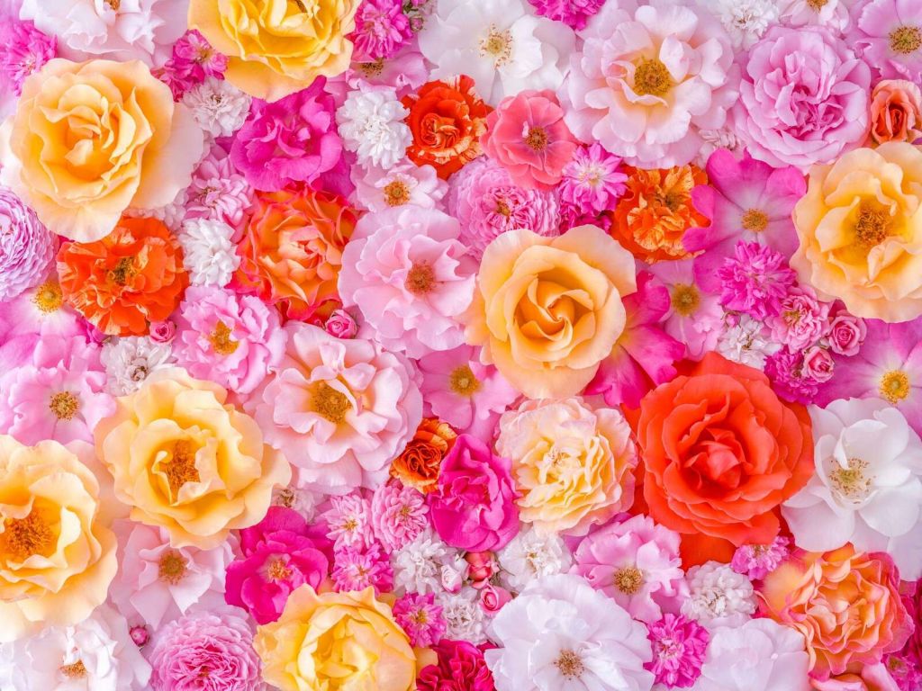 Bunte Rosen in Pastellblüte
