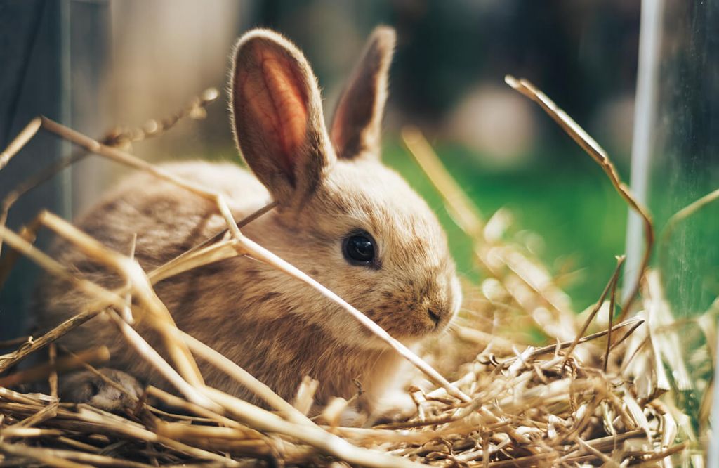 Kaninchen im Stroh
