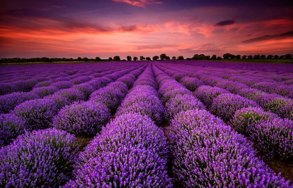 Blumenfelder - Lavendelfeld - Schlafzimmer