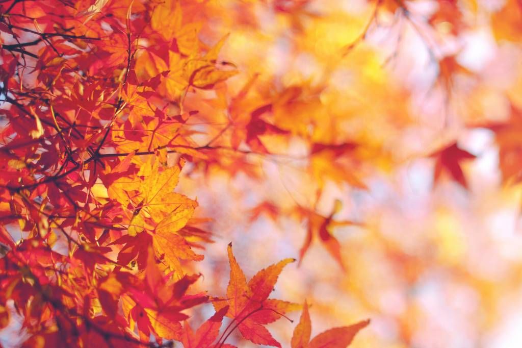Blätter - Herbstlaub - Schlafzimmer