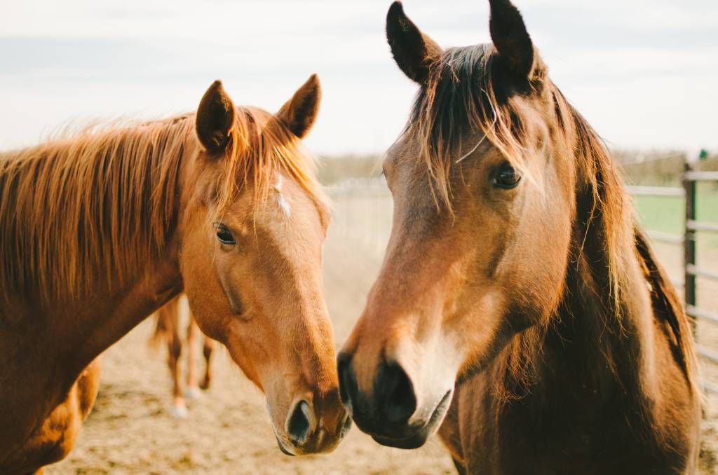 Pferde - Zwei Pferde - Kinderzimmer
