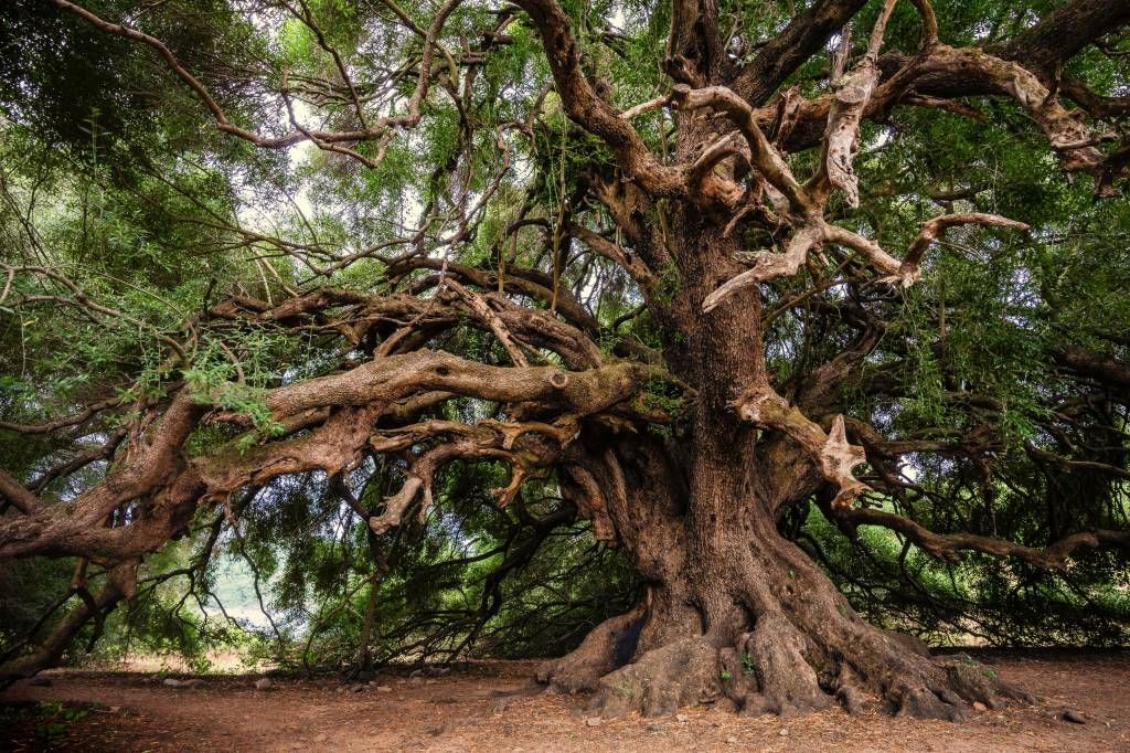 Olivenbaum auf Fototapete - Fototapete