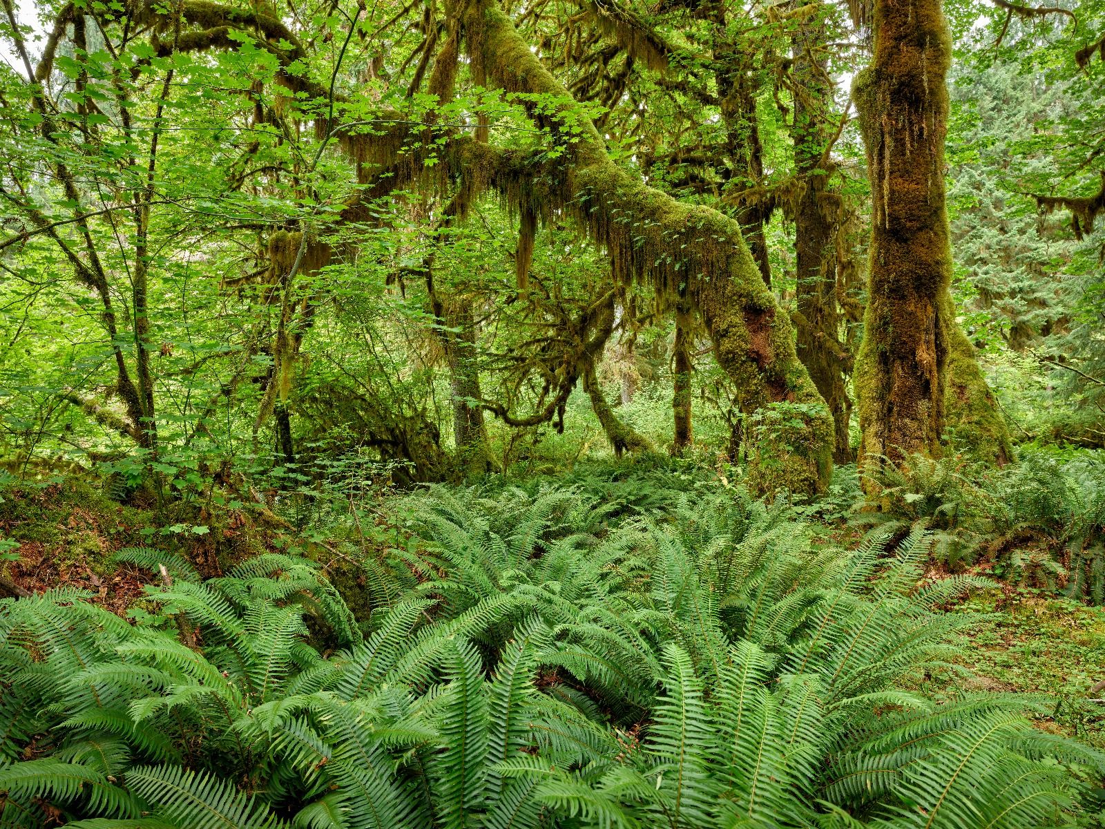 Fototapete - Farne in einem alten Wald - Fototapete