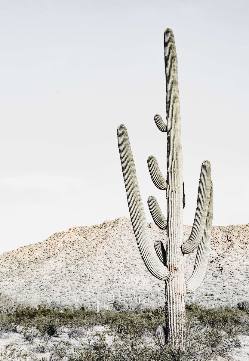 kuscheltier kaktus Cactus Stofftier mit peruanischer Stickerei  Casa Wila Masi