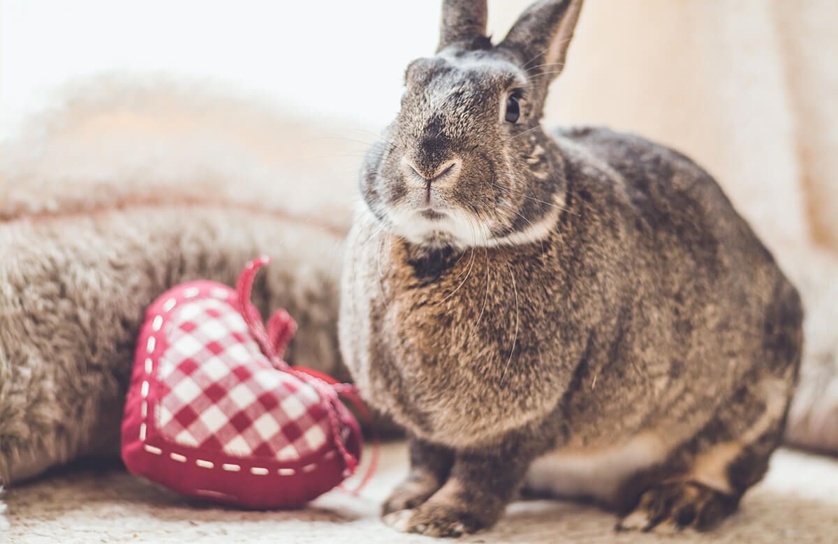 Wallpaper Kaninchen mit Herz