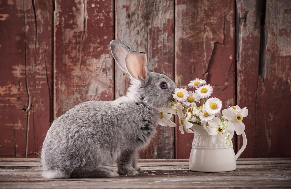 Wallpaper Kaninchen mit Gänseblümchen
